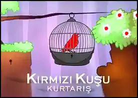 Kırmızı Kuşu Kurtarış - 