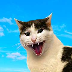 Bitli Kedi